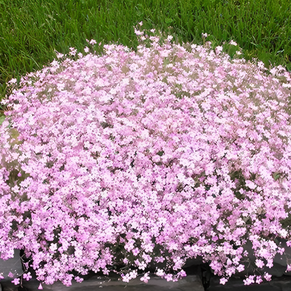 Основное изображение товара