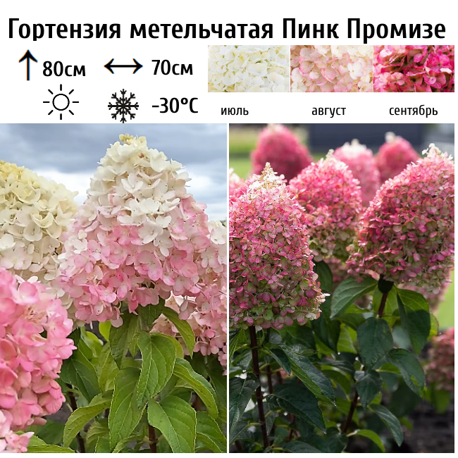 Гортензия метельчатая "Пинк Промизе"