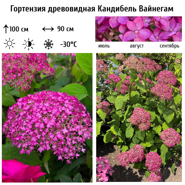 Гортензия древовидная "Кандибель Вайнегам"