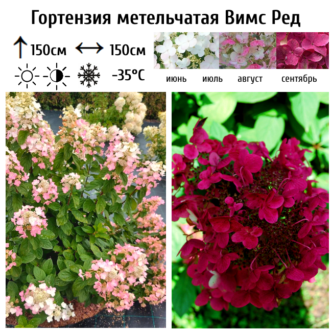 Гортензия метельчатая "Вимс Ред"