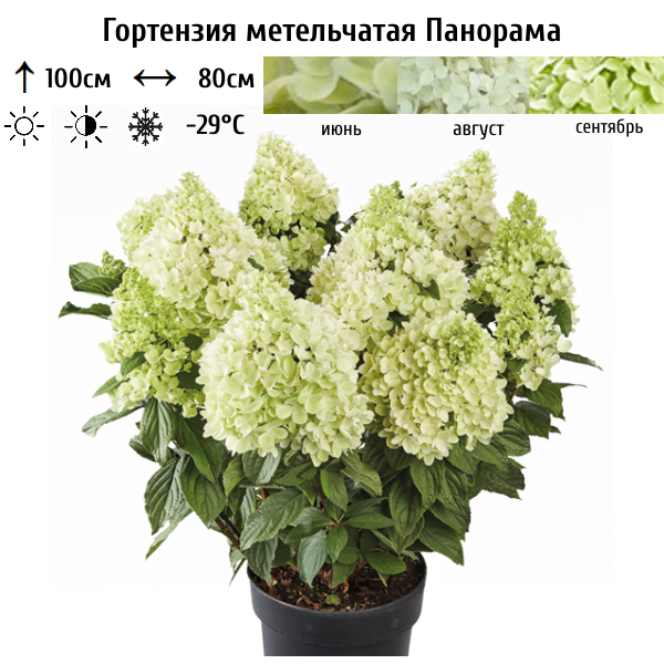 Гортензия метельчатая "Панорама"