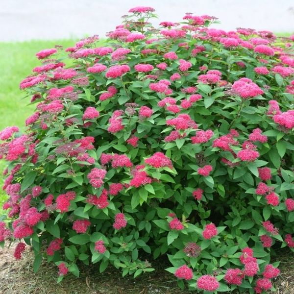 Спирея густоцветковая