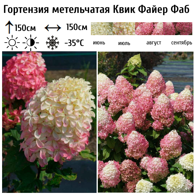 Гортензия метельчатая "Квик Файер Фаб"