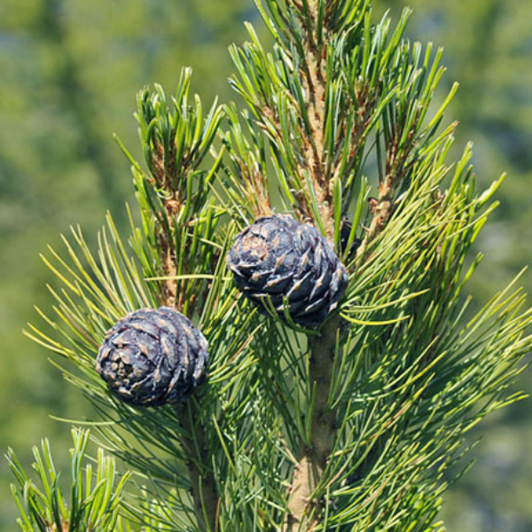 Сосна кедровая