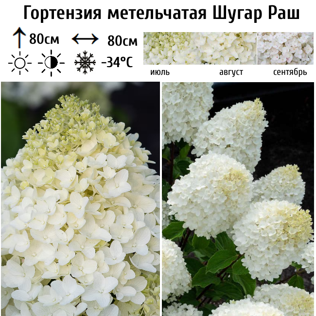 Гортензия метельчатая "Шугар Раш"