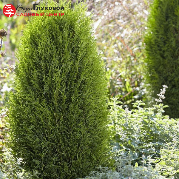 Туя западная "Тотем Смарагд"