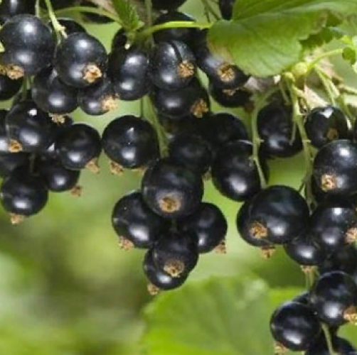 Смородина черная "Россиянка"