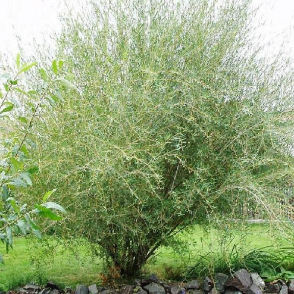 Основное изображение товара