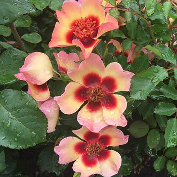 Роза миниатюрная "Fancy Babylon Eyes" 