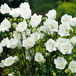 Колокольчик персиколистный 