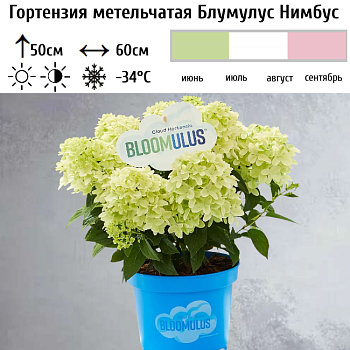 Гортензия метельчатая "Блумулус Нимбус" 