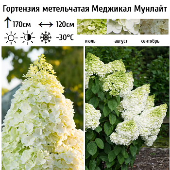 Гортензия метельчатая Мэджикал Мунлайт (Hydrangea paniculata Magical Moonlight) 
