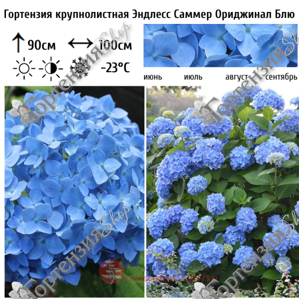 Гортензия крупнолистная "Эндлесс Саммер Ориджинал Блю"