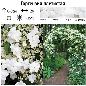 Гортензия плетистая 