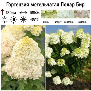 Гортензия метельчатая Полар Бир (Полярный медведь) 