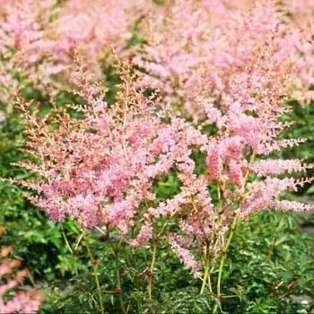 Астильба Арендса "Хенни Графланд" 