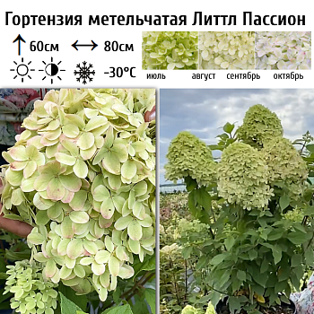 Гортензия метельчатая "Литтл Пассион" 