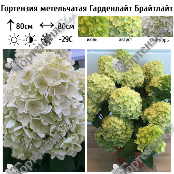 Гортензия метельчатая "Гарденлайт Брайтлайт"