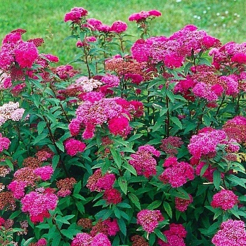 Спирея японская "Энтони Ватерер" 