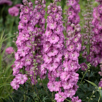 Дельфиниум "Чантай" 