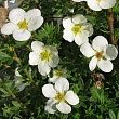 Лапчатка кустарниковая 