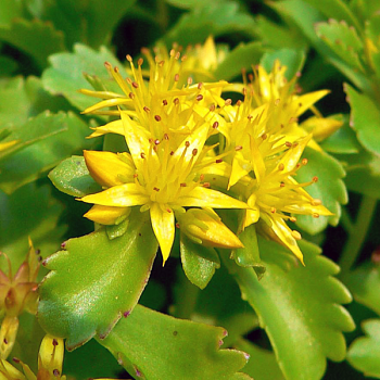 Очиток камчатский  