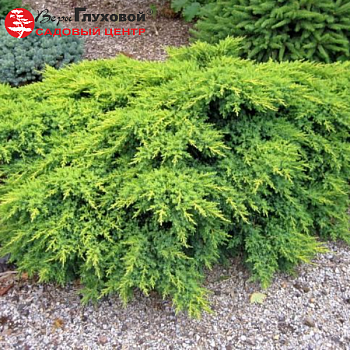 Можжевельник средний "Пфитцериана" 