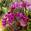 Бадан гибридный 