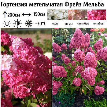 Гортензия метельчатая Фрайз Мельба 