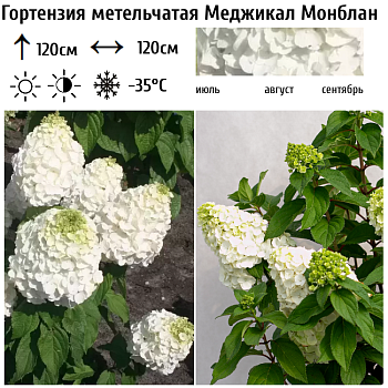 Гортензия метельчатая Мэджикал Монблан 