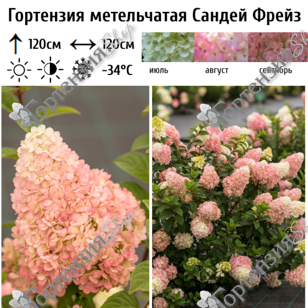 Гортензия метельчатая Сандей Фрайз