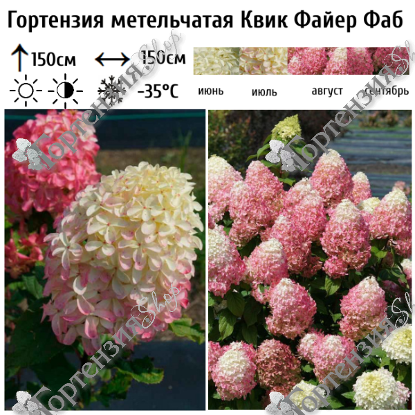 Гортензия метельчатая "Квик Файер Фаб"