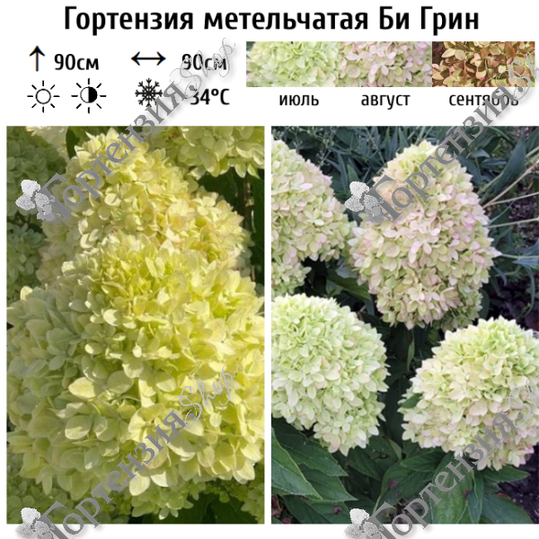 Гортензия метельчатая "Би Грин"
