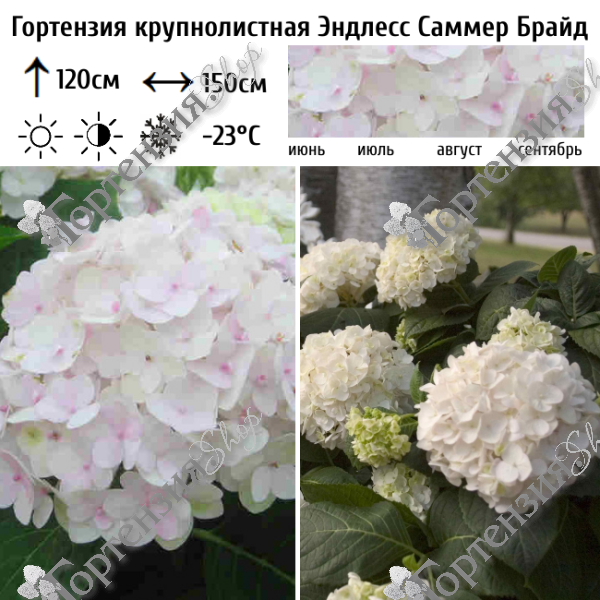 Гортензия крупнолистная "Эндлесс Саммер Брайд"