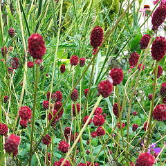 Кровохлебка Кровохлебка