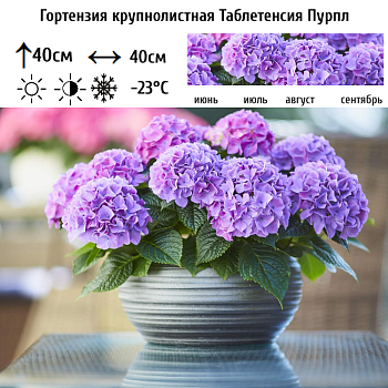 Гортензия крупнолистная "Таблетенсия Пурпл" 