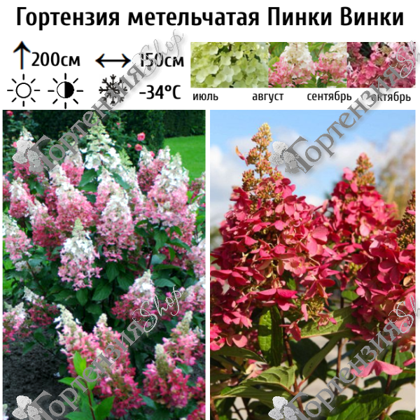 Гортензия метельчатая "Пинки Винки"