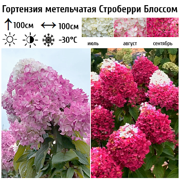 Гортензия метельчатая «Строберри Блоссом» (Strawberry Blossom) 