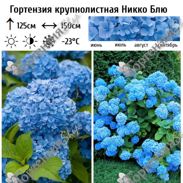 Гортензия крупнолистная "Никко Блю"